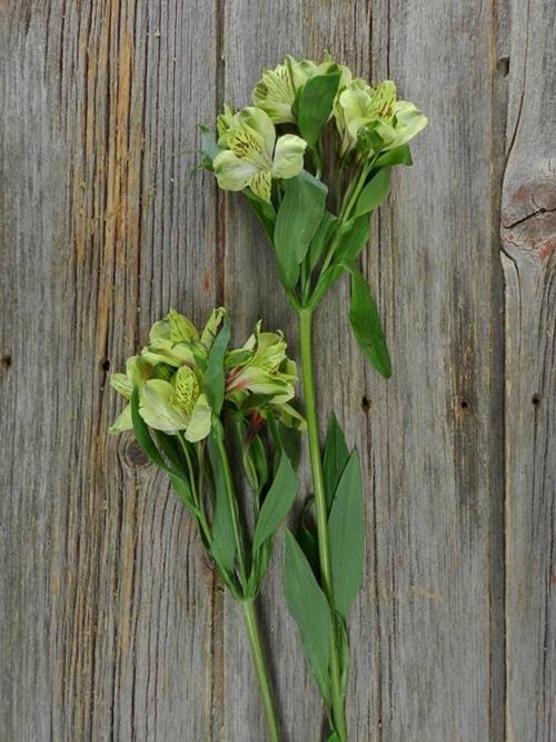 SHAKIRA GREEN ALSTROEMERIA